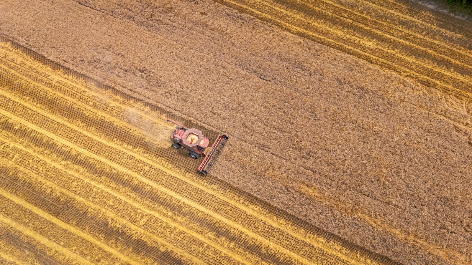 Bulk grain cargo